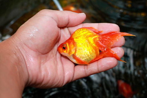 gold fish at human hand
