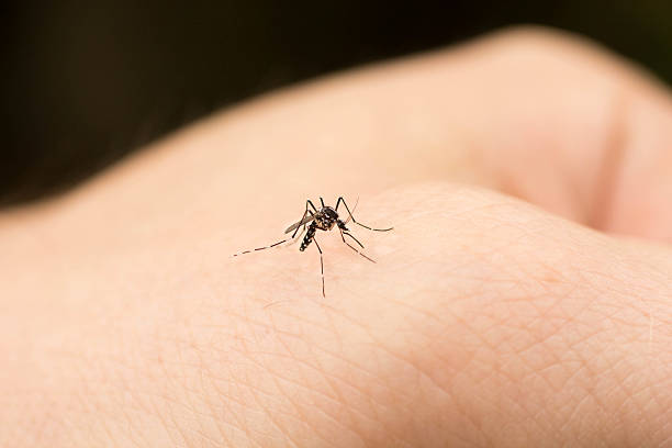 mosquito a mano - mosquito malaria parasite biting insect fotografías e imágenes de stock