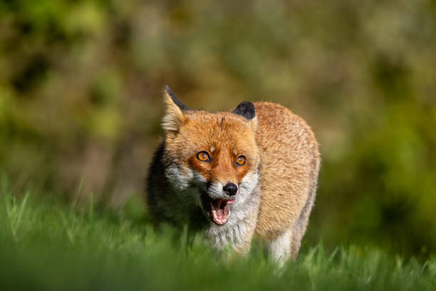 istock red fox in the autumn colors 1786183382