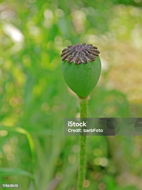 Semente De Papoila Cápsula - Fotografias de stock e mais imagens de Castanho - Castanho, Cor verde, Flora