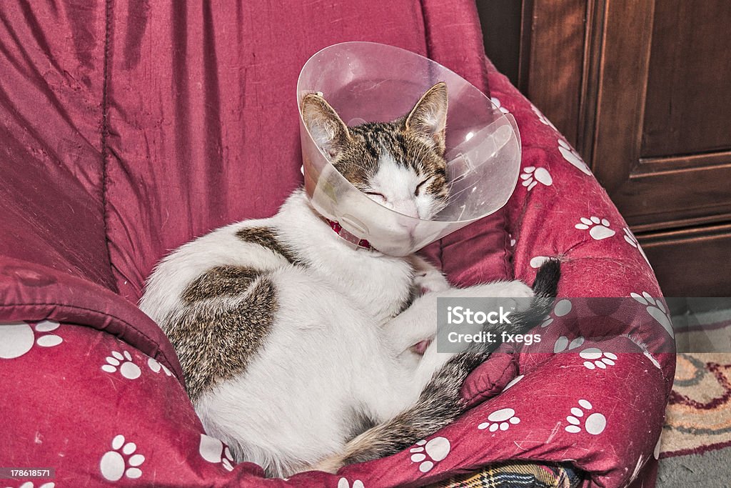 Elizabethanian воротником cat - Стоковые фото Домашняя кошка роялти-фри
