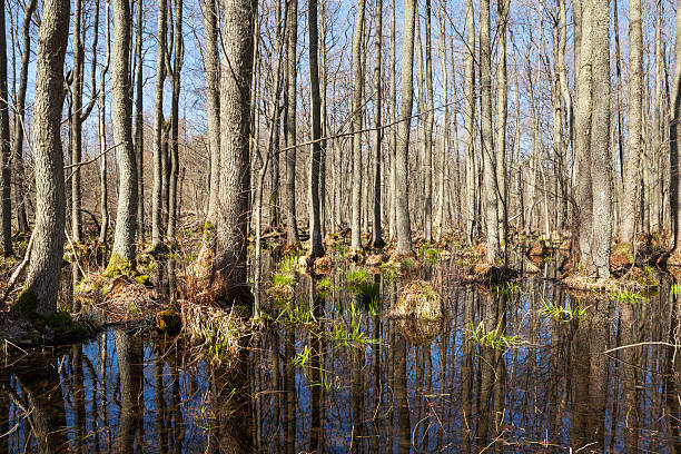 Forest scenic stock photo