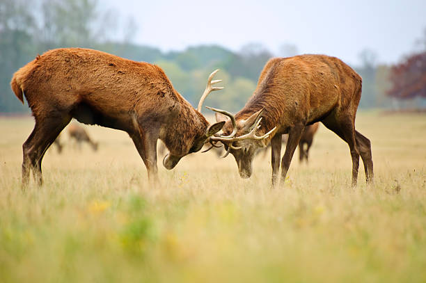 istock Red deer stags jousting with antlers 178618882