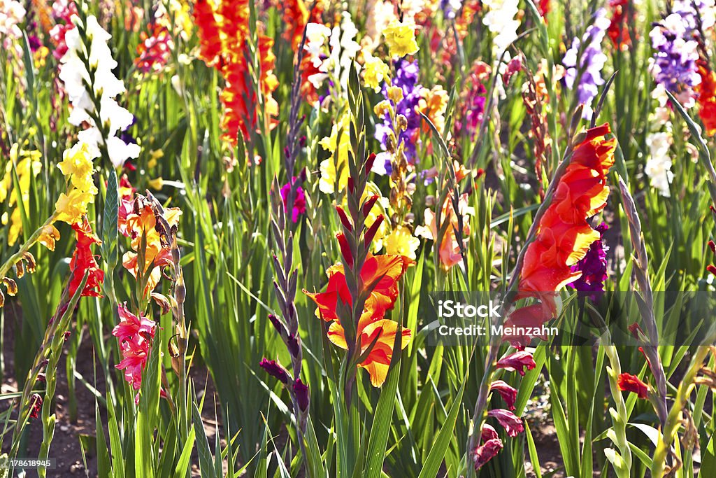 Hermosas flores en la pradera - Foto de stock de Aire libre libre de derechos