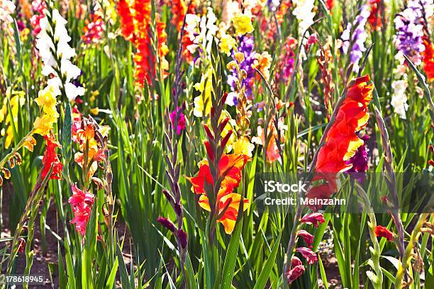 Hermosas Flores En La Pradera Foto de stock y más banco de imágenes de Aire libre - Aire libre, Belleza de la naturaleza, Cabeza de flor