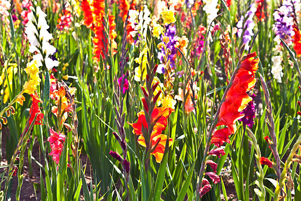 istock beautiful flowers in the meadow 178618945