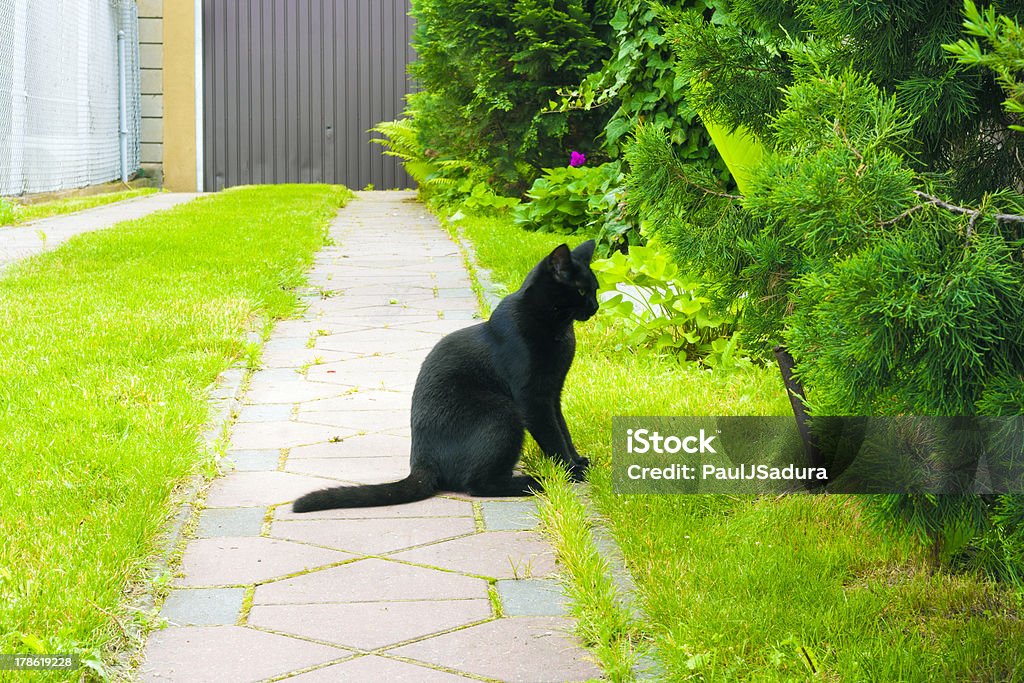 ブラックの猫 - ガレージのロイヤリティフリーストックフォト