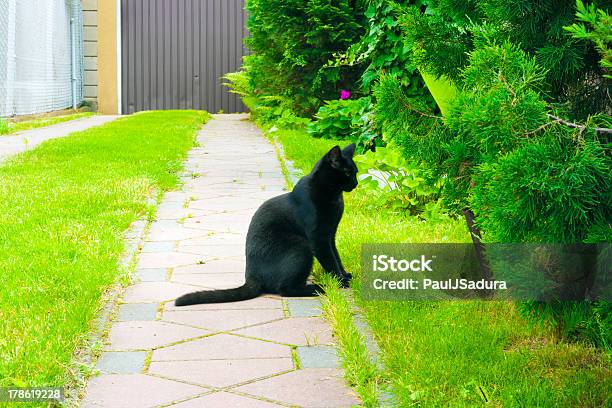 Gato Preto - Fotografias de stock e mais imagens de Animal - Animal, Cor preta, Cor verde