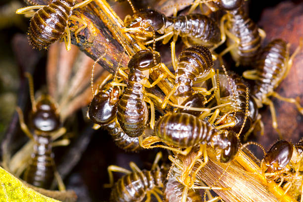 istock group of termite soldier 178619675