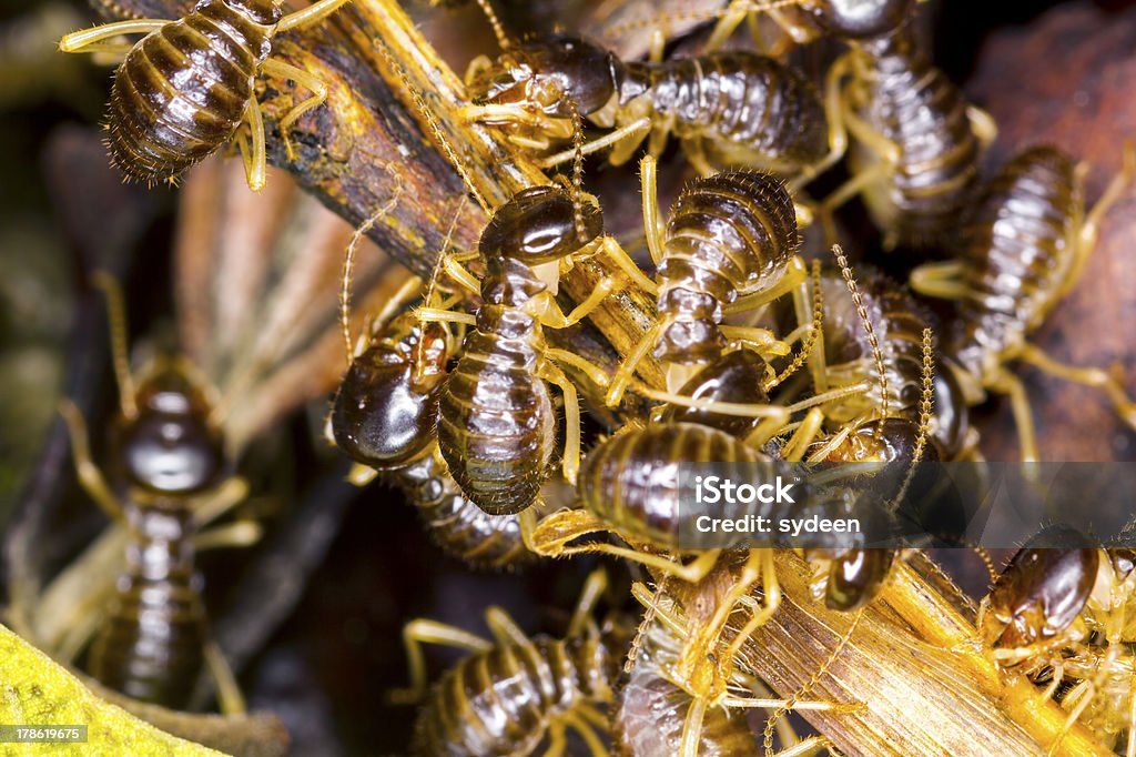 Grupa soldier termite - Zbiór zdjęć royalty-free (Bliskie zbliżenie)