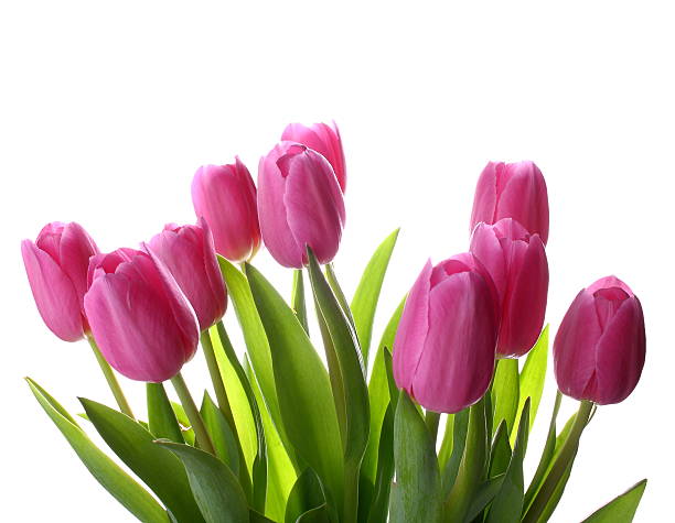 istock Fresh pink tulips isolated as background 178619685