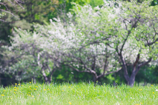 istock Green grass over blooming apple trees in spring park 178619694