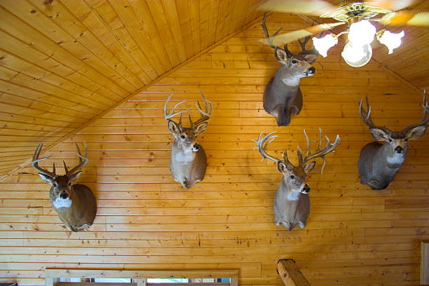 películas do país de origem - taxidermy deer cabin wall - fotografias e filmes do acervo