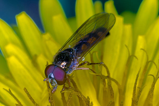 Hoverfly eating pollen stock photo