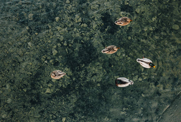 istock Aerial shots from a mountain lake 1786199575