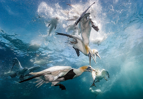 Eye level with diving Northern gannets (Morus bassanus) taking Mackerel (Scomber scombrus) underwater. Blue sea and multiple other diving gannets in the background. Photographed at Noss Head, Shetland, UK.