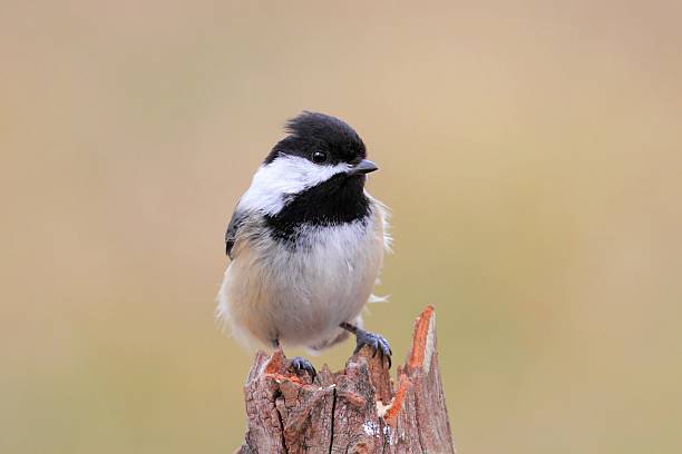 istock Bird On A Stump In Winter 178620144