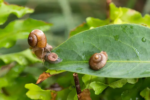 One garden snail is on top of another snail with its operculum visible while it sliding away. Operculum is the circular calcareous attached on top of the snail's foot and act as a lid or trap door.