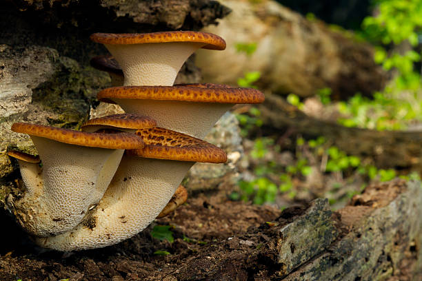 dryad s sella - fungus moss log magic mushroom foto e immagini stock