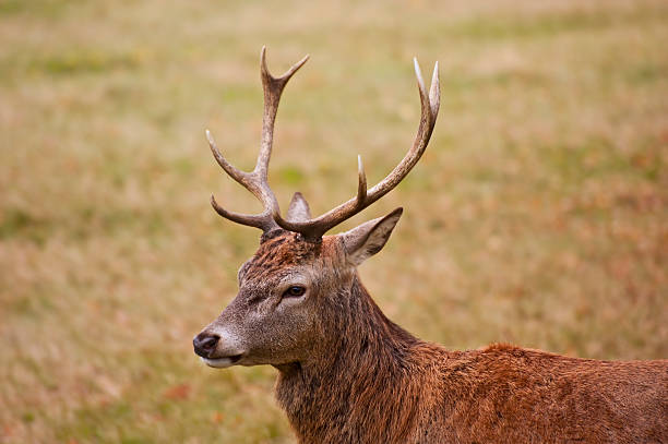 Majestic red deer stag portrait in Auttumn Fall colors