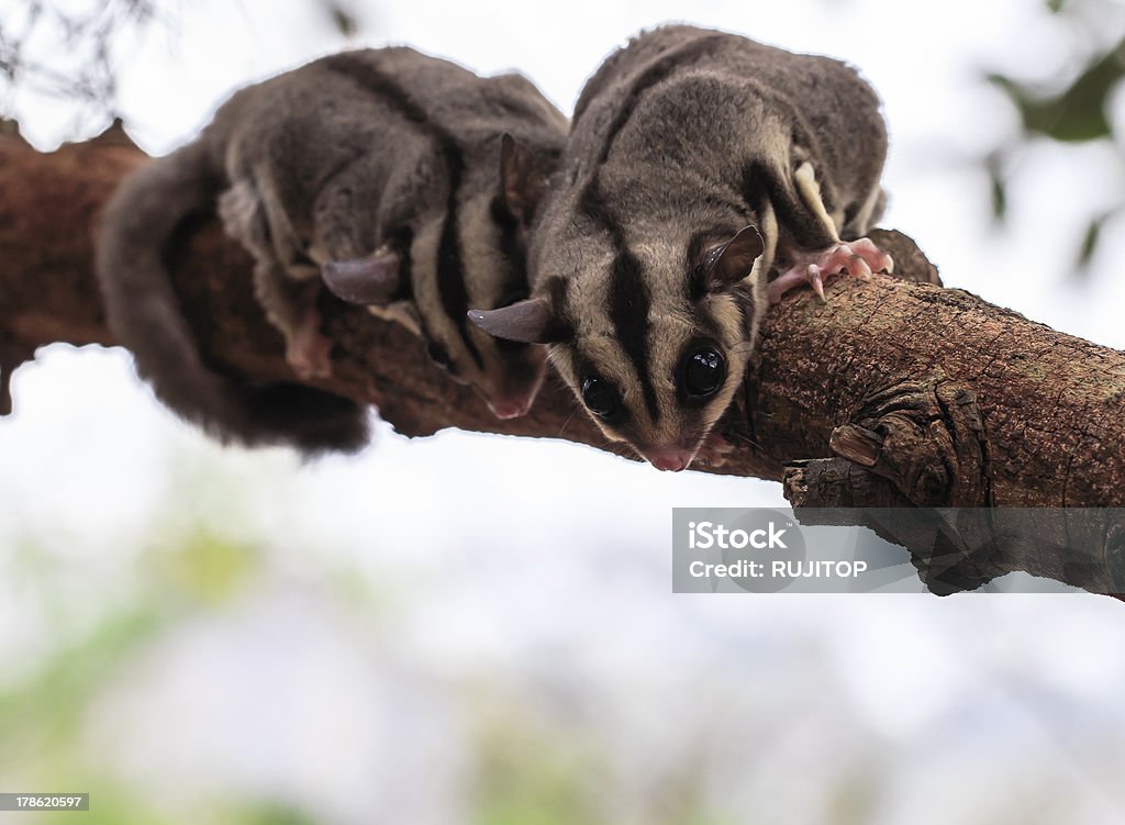 Kleine possum oder Sugar Glider - Lizenzfrei Beutelratte Stock-Foto