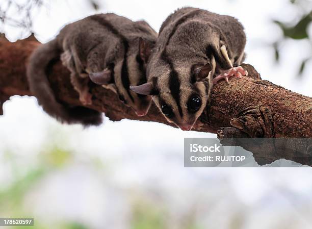 Foto de Pequeno Possum Ou Petaurodoaçúcar e mais fotos de stock de Animal - Animal, Boca Animal, Cabelo Grisalho