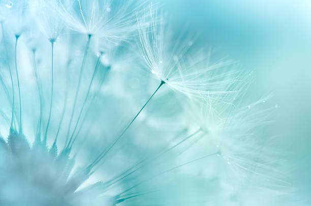 たんぽぽのクローズアップ - dandelion water flower abstract ストックフォトと画像