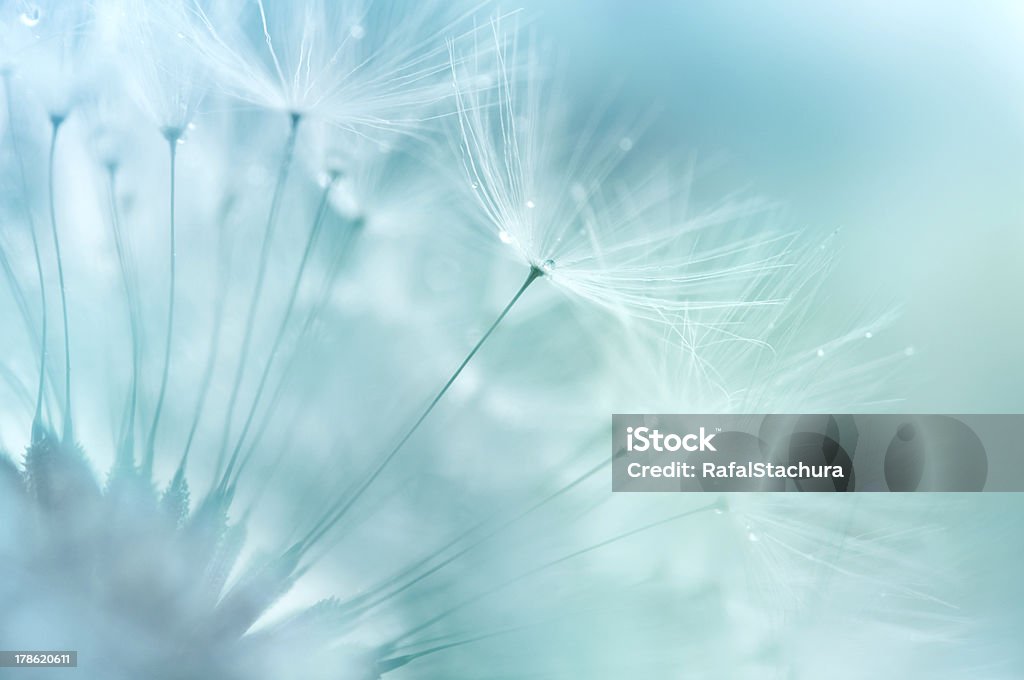 Dandelion Closeup Dandelion abstract background. Shallow depth of field. Dandelion Stock Photo