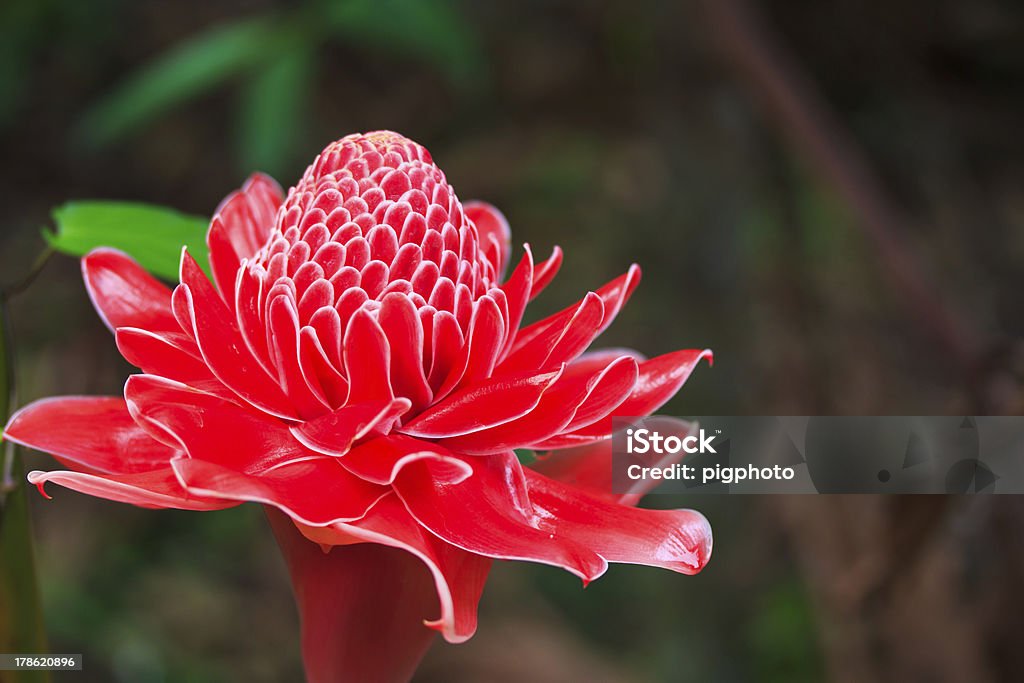 Red Etlingera elatior Beautiful red Etlingera elatior in the garden Beauty In Nature Stock Photo