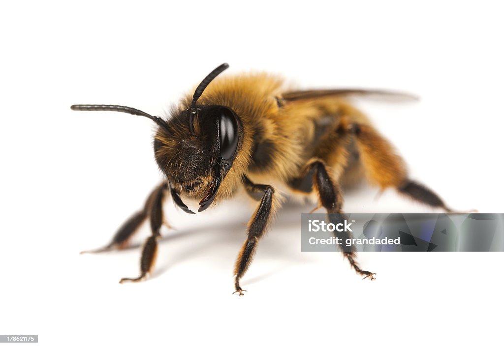 Female Mining Bee Female Andrena Mining Bee on a white background Bee Stock Photo