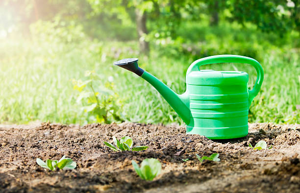 istock green watering can in garden on ground 178621230