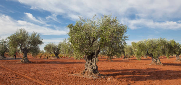 istock Tierra de Barros olive grove with blue cloudy sky 1786212735