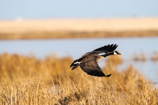 Canada Goose in flight over a prairie wetland, Alberta Canada