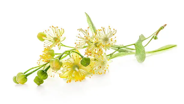 Linden flowers isolated on white background