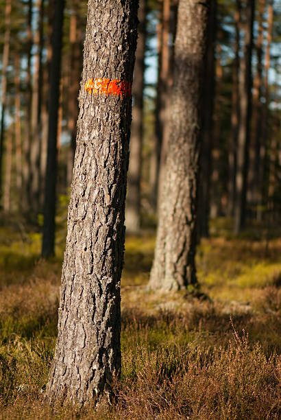 istock Trail Marker in the Forest 178621511