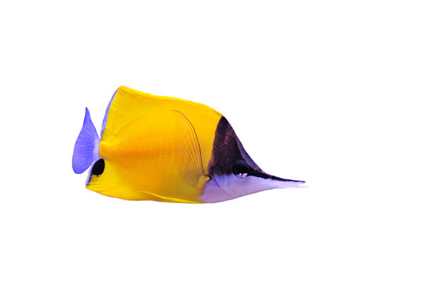 желтый longnose рыба-бабочка - forcipiger flavissimus стоковые фото и изображения