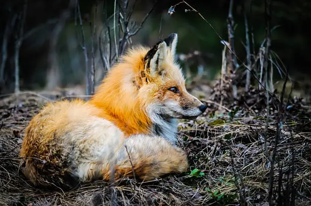 Photo of Wild Red Fox