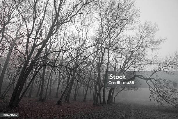 November Scenery In The Forest Stock Photo - Download Image Now - Animal Markings, Autumn, Change