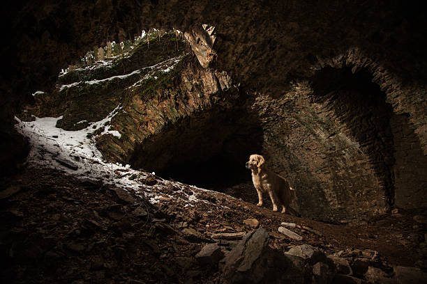istock Dog in Tunnel 178621686