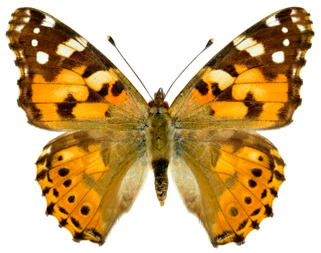 Painted lady butterfly (Cynthia cardui ou Vanessa cardui) isolated on white background