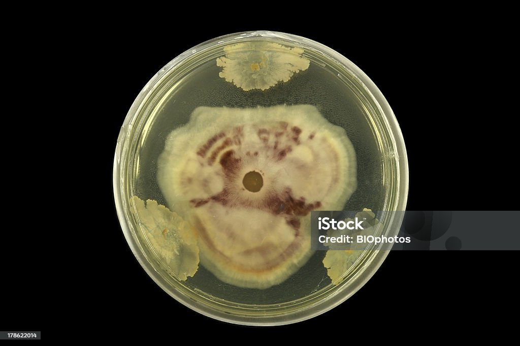 Bakterie w porównaniu z grzybów - Zbiór zdjęć royalty-free (Agar)