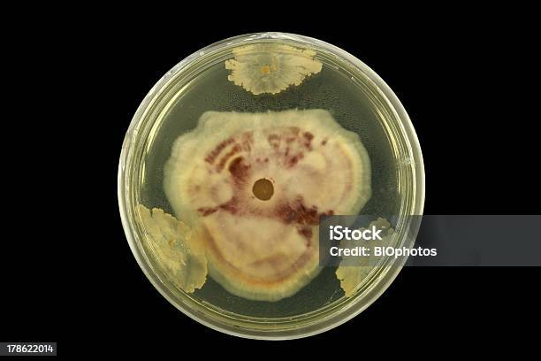 Bactérias Versus Fúngicas - Fotografias de stock e mais imagens de Amostra Médica - Amostra Médica, Bactéria, Biologia