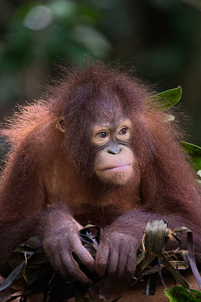 Nestingl Orangutan stock photo