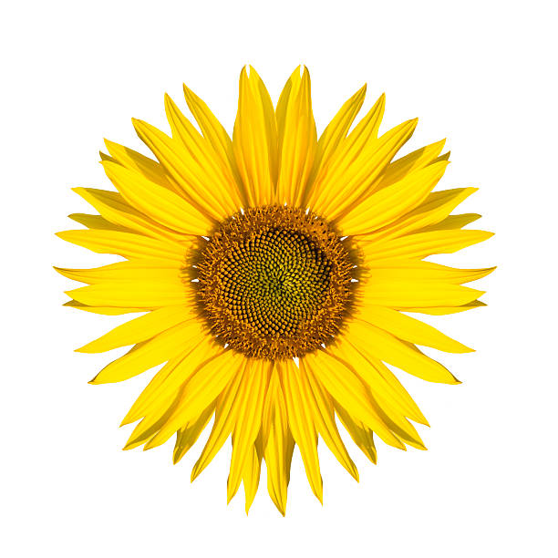 istock sunflower isolated 178622910