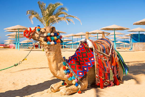 Camel resting in shadow on the beach of Hurghada stock photo