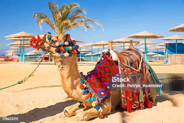 Camel Resting In Shadow On The Beach Of Hurghada Stock Photo - Download Image Now - Hurghada, Egypt, Beach