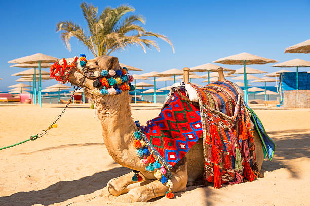 camelo descansar na sombra na praia de hurghada - hurghada imagens e fotografias de stock