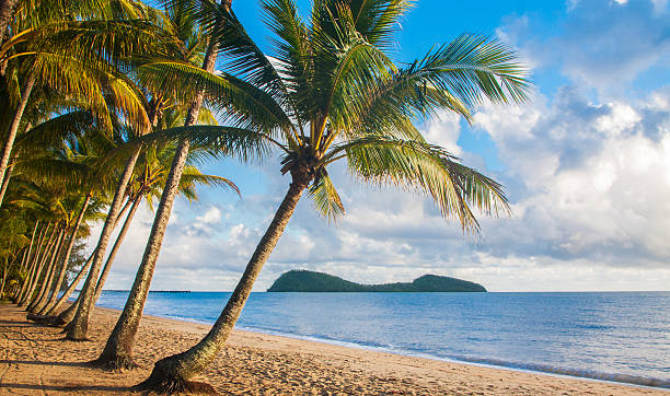 spiaggia tropicale con palme - cairns foto e immagini stock