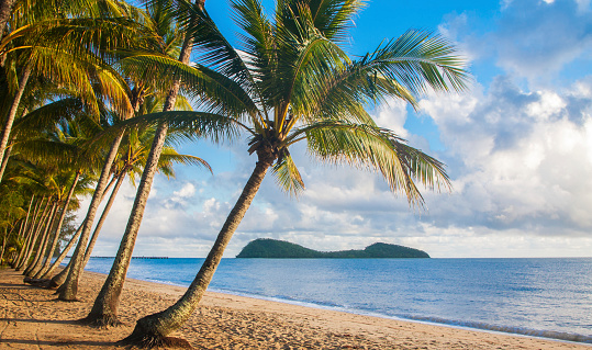 A relaxing view of a tropical beach with palm trees