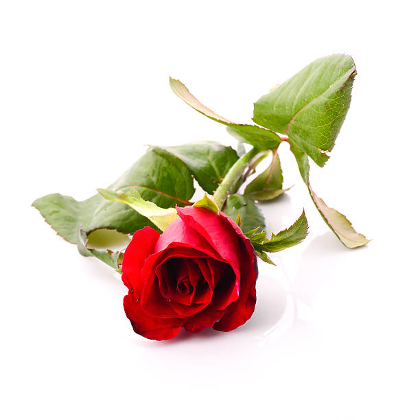 istock Single red rose flower isolated on white background 178623424